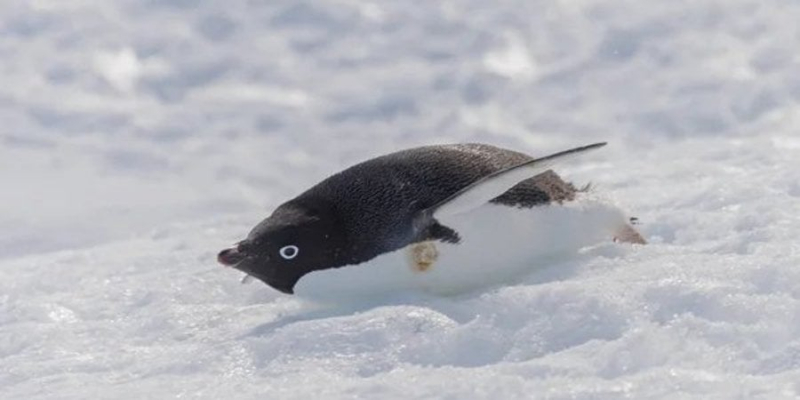 Миле видовище. Українські полярники показали відео з пінгвіном, який з'їжджає з гірки на животі