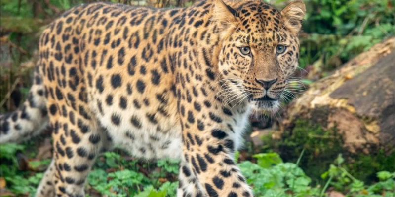 Tinder для звірів. Рідкісному леопарду знайшли пару завдяки зоопарковому сайту знайомств